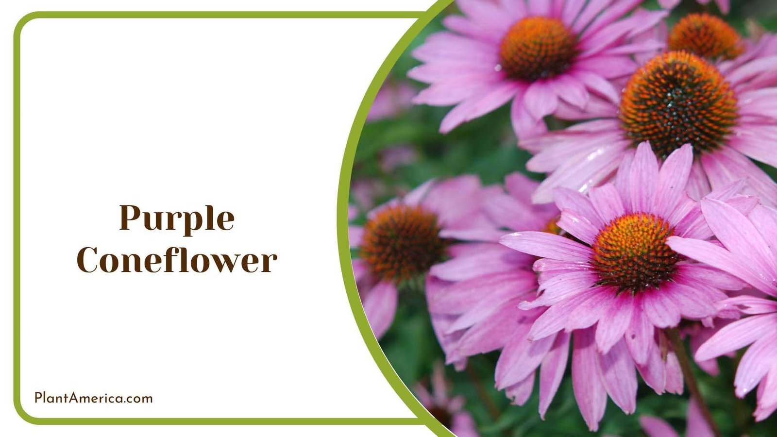 Purple Coneflower On Sunlight Plant America