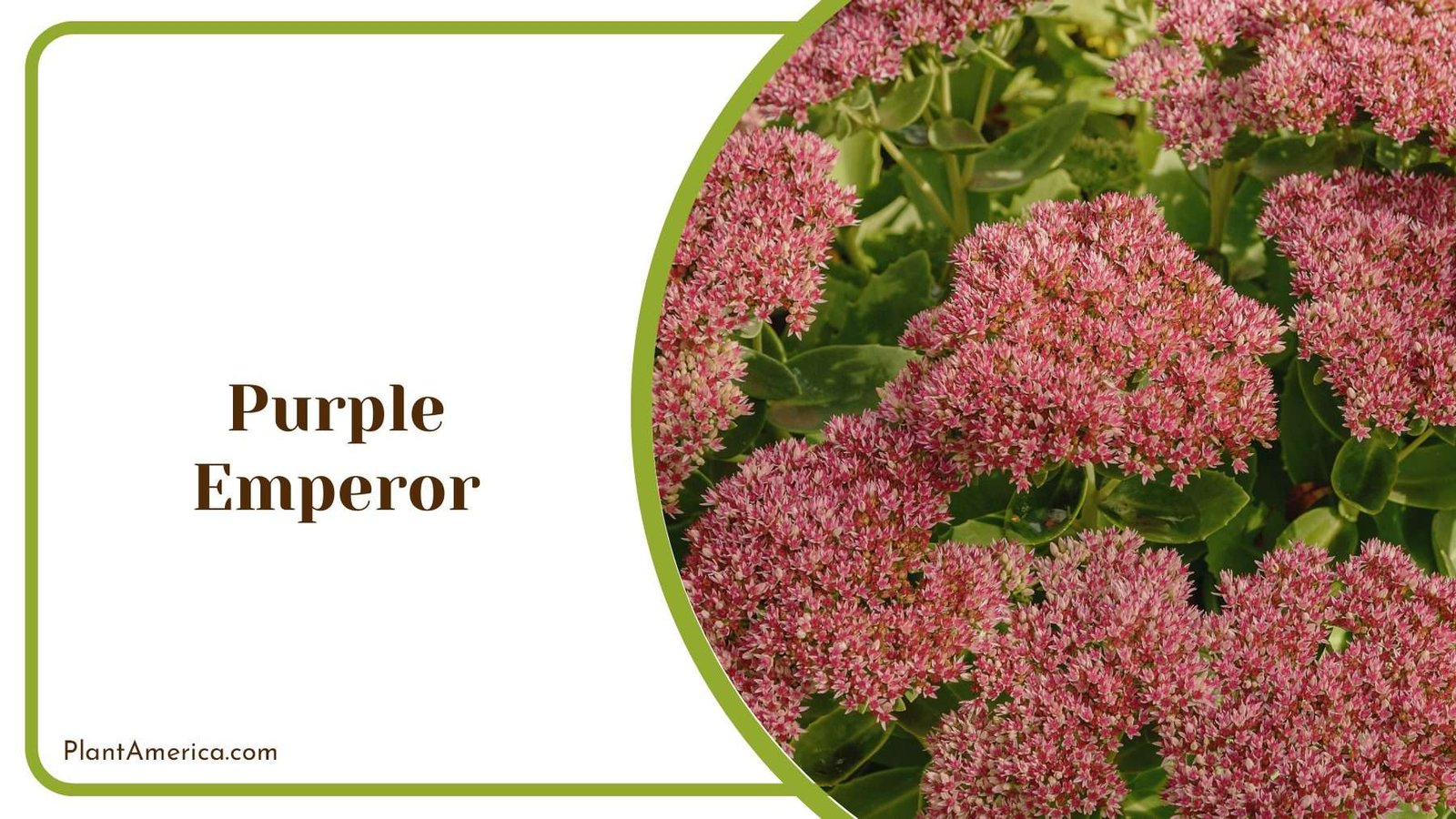 Purple Emperor Plant Plant America