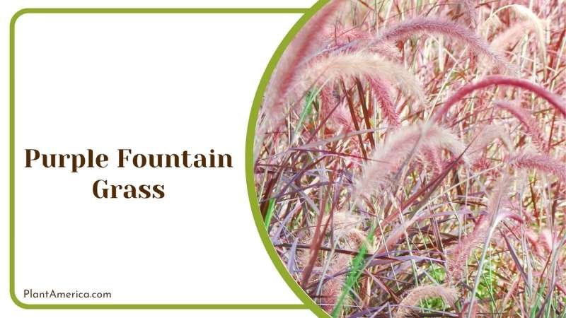 Purple Fountain Grass Plant America