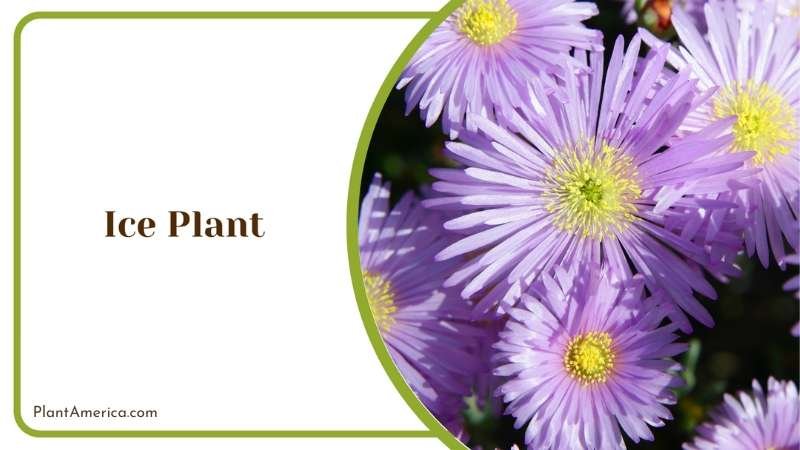 Purple Ice Plant Plant America