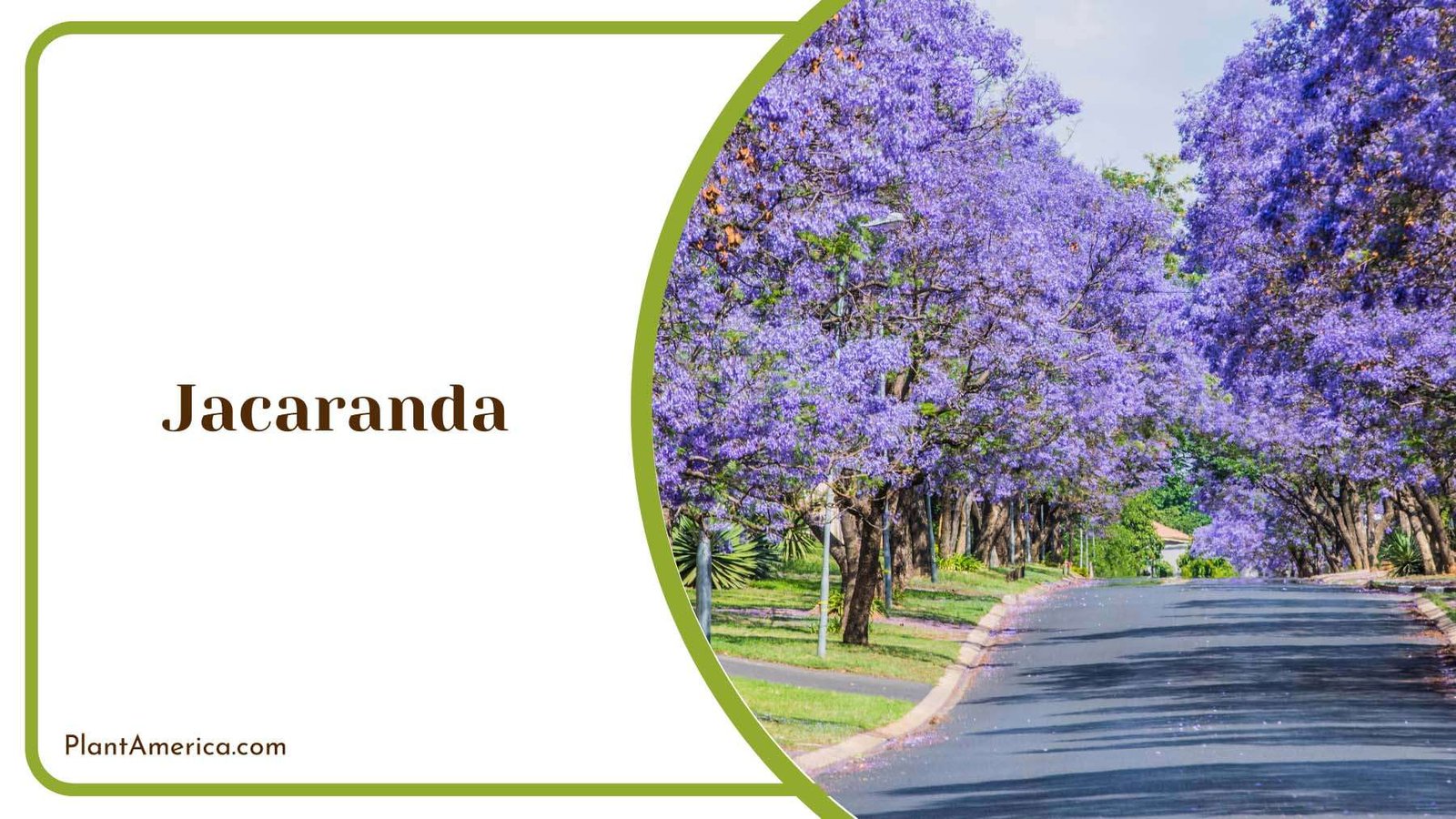 Purple Jacaranda With Fragrant Flowers Plant America