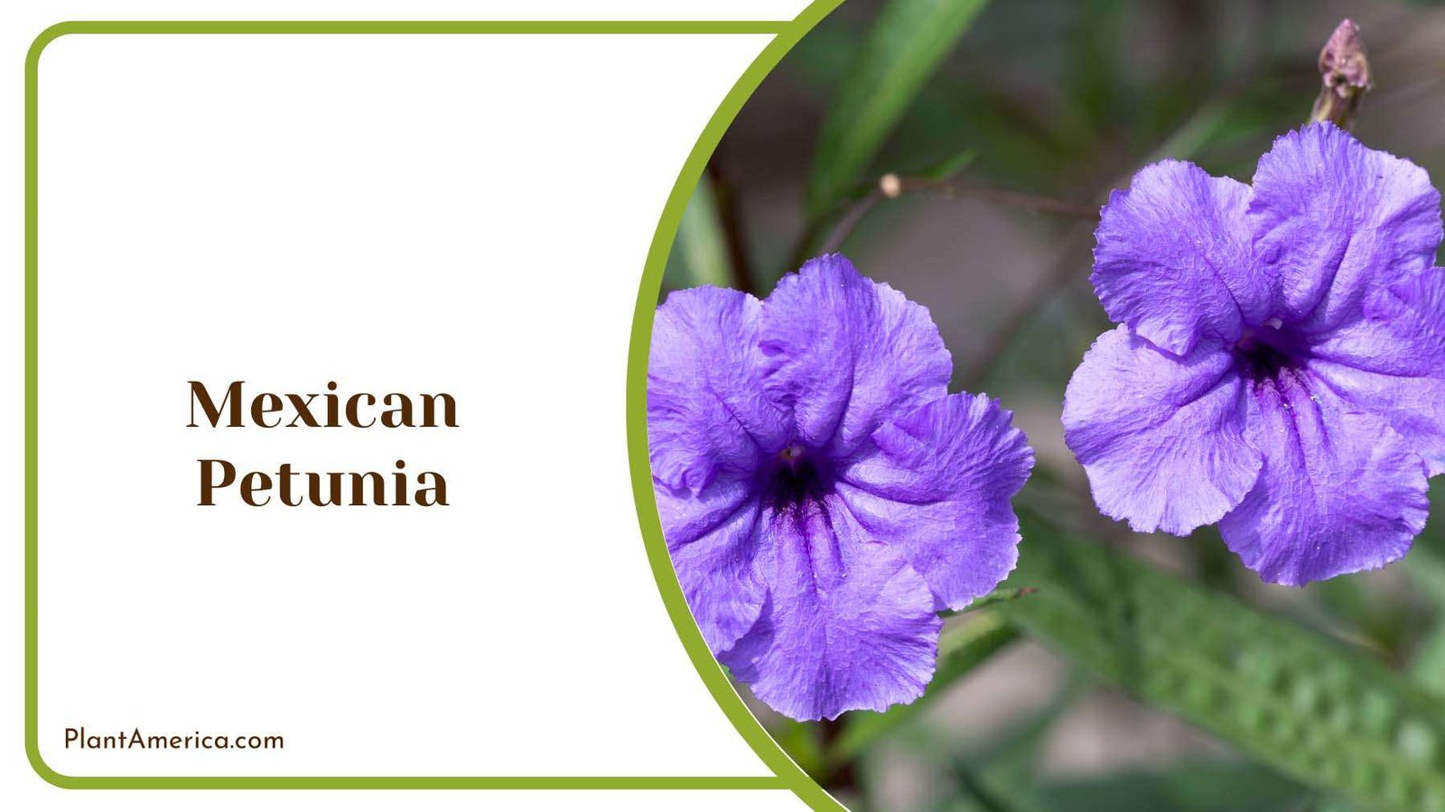 Purple Mexican Petunia Plant America