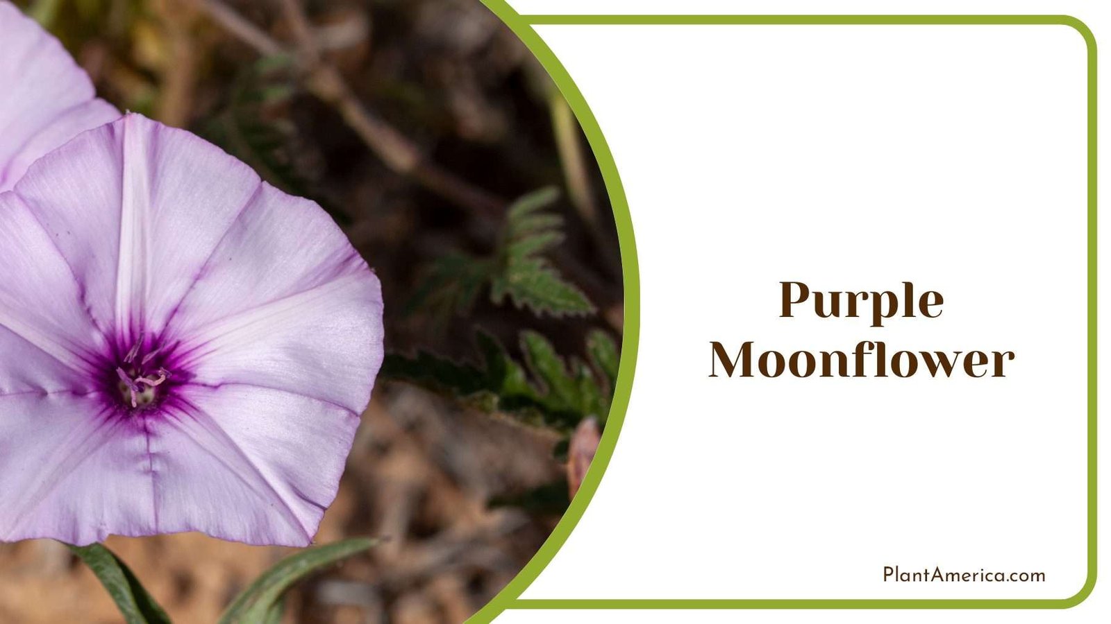 Purple Moonflower Home Garden PlantAmerica