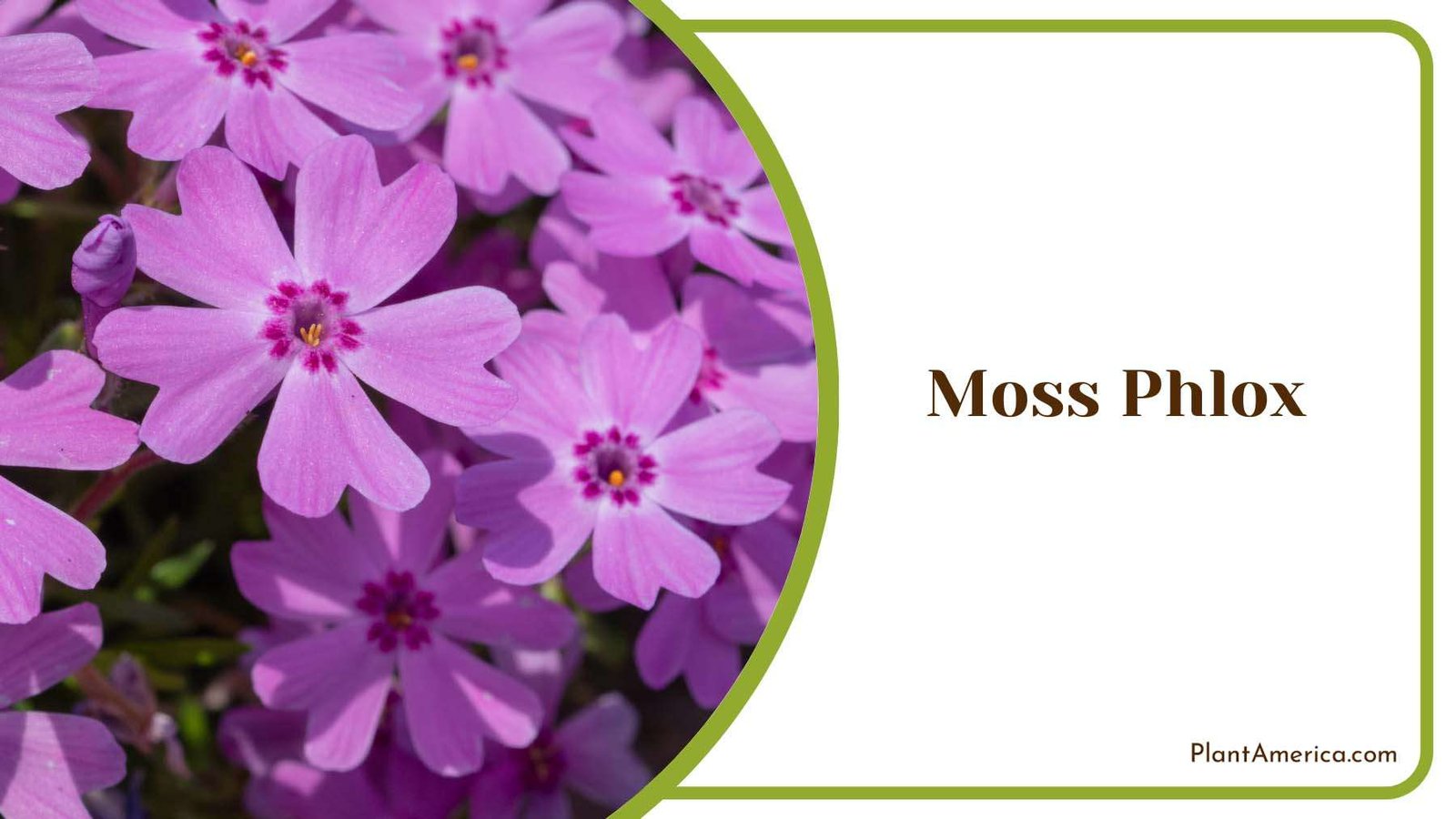 Purple Moss Phlox Plant America
