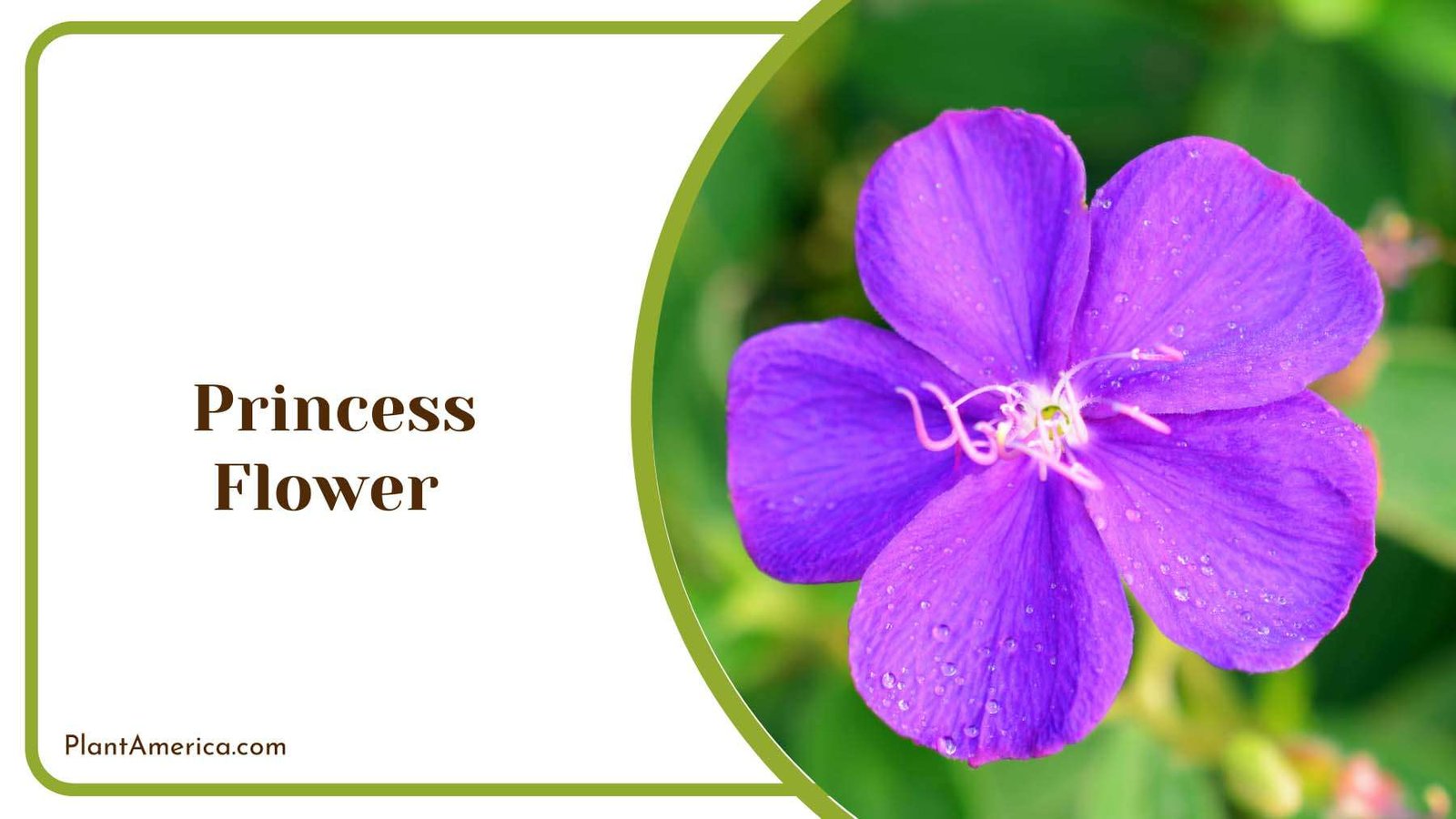 Purple Princess Flower Plant America