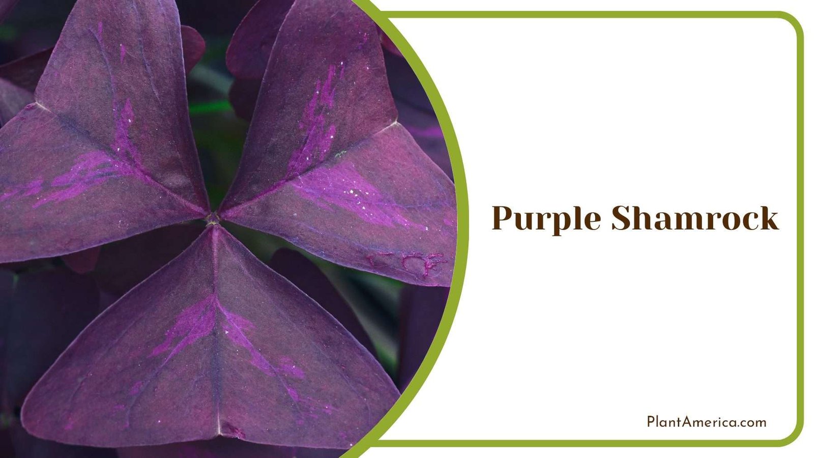Purple Shamrock Home Decor Plant America