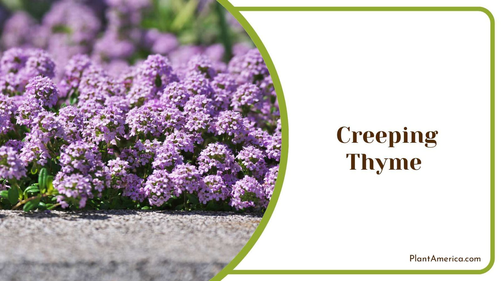Purple Shrubs Creeping Thyme Plant America