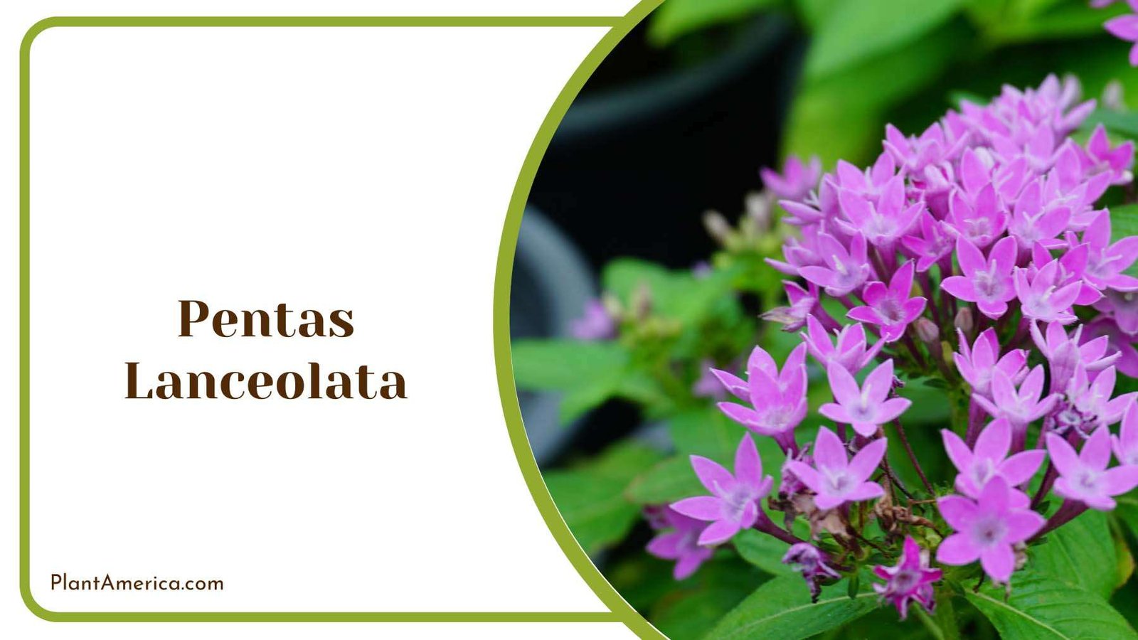 Purple Tiny Pentas Lanceolata Plant America