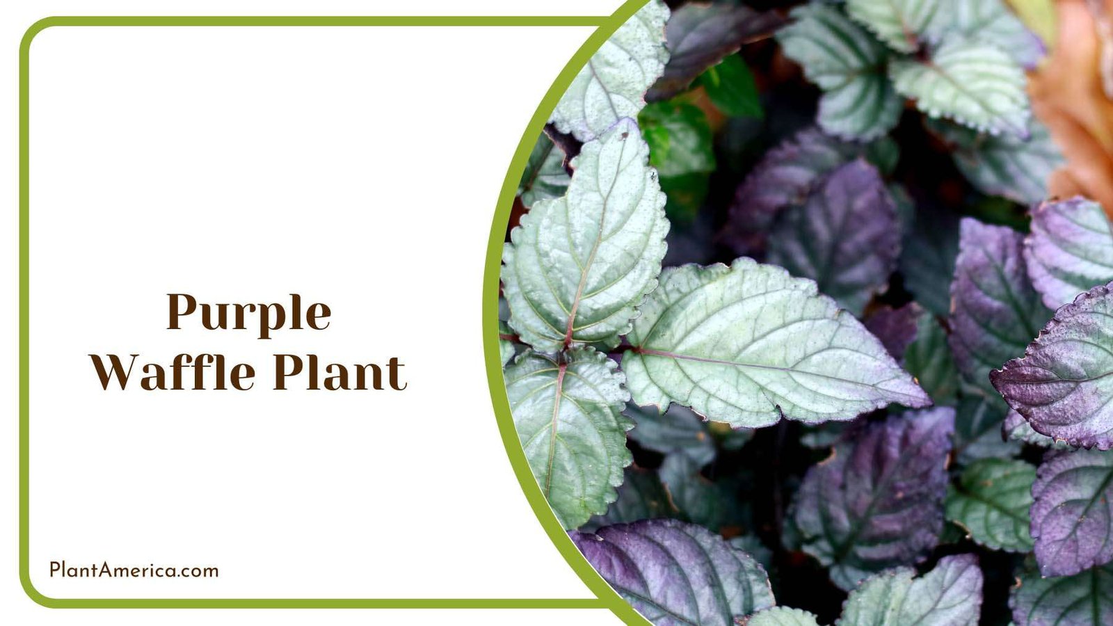 Purple Waffle Plant Plant America