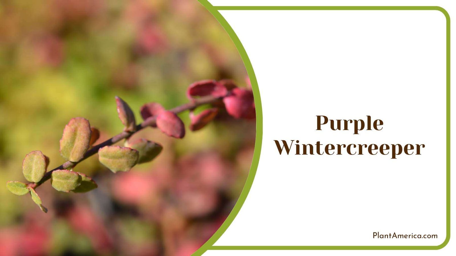 Purple Wintercreeper Blooms Plant America