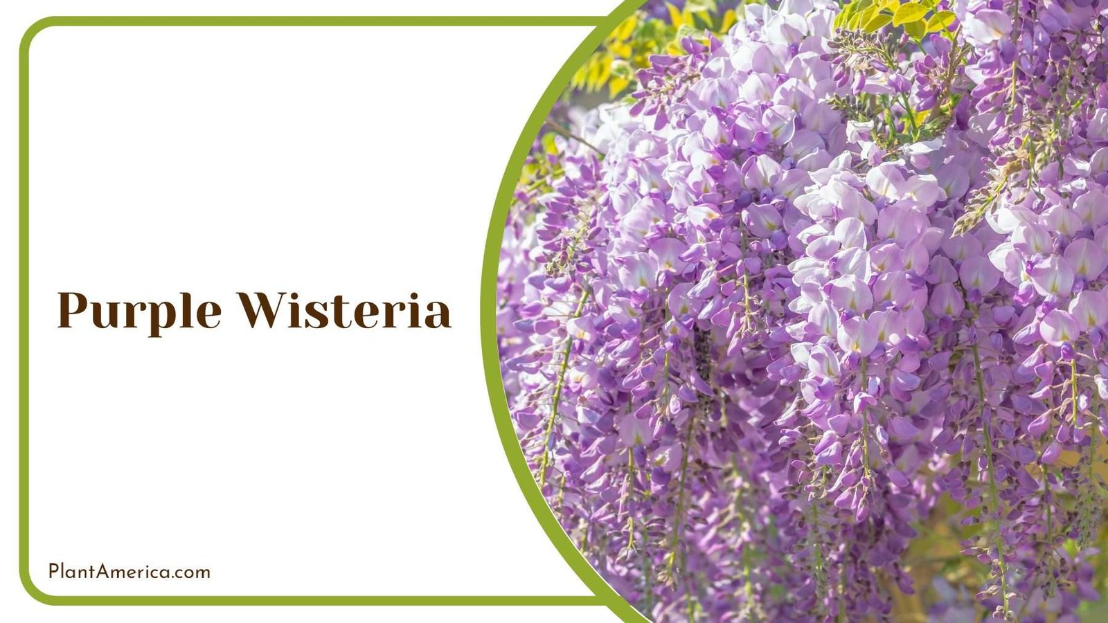 Purple Wisteria Blooms PlantAmerica