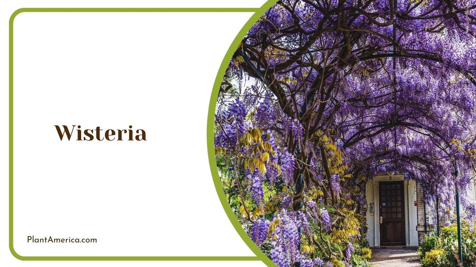 Purple Wisteria Plant America