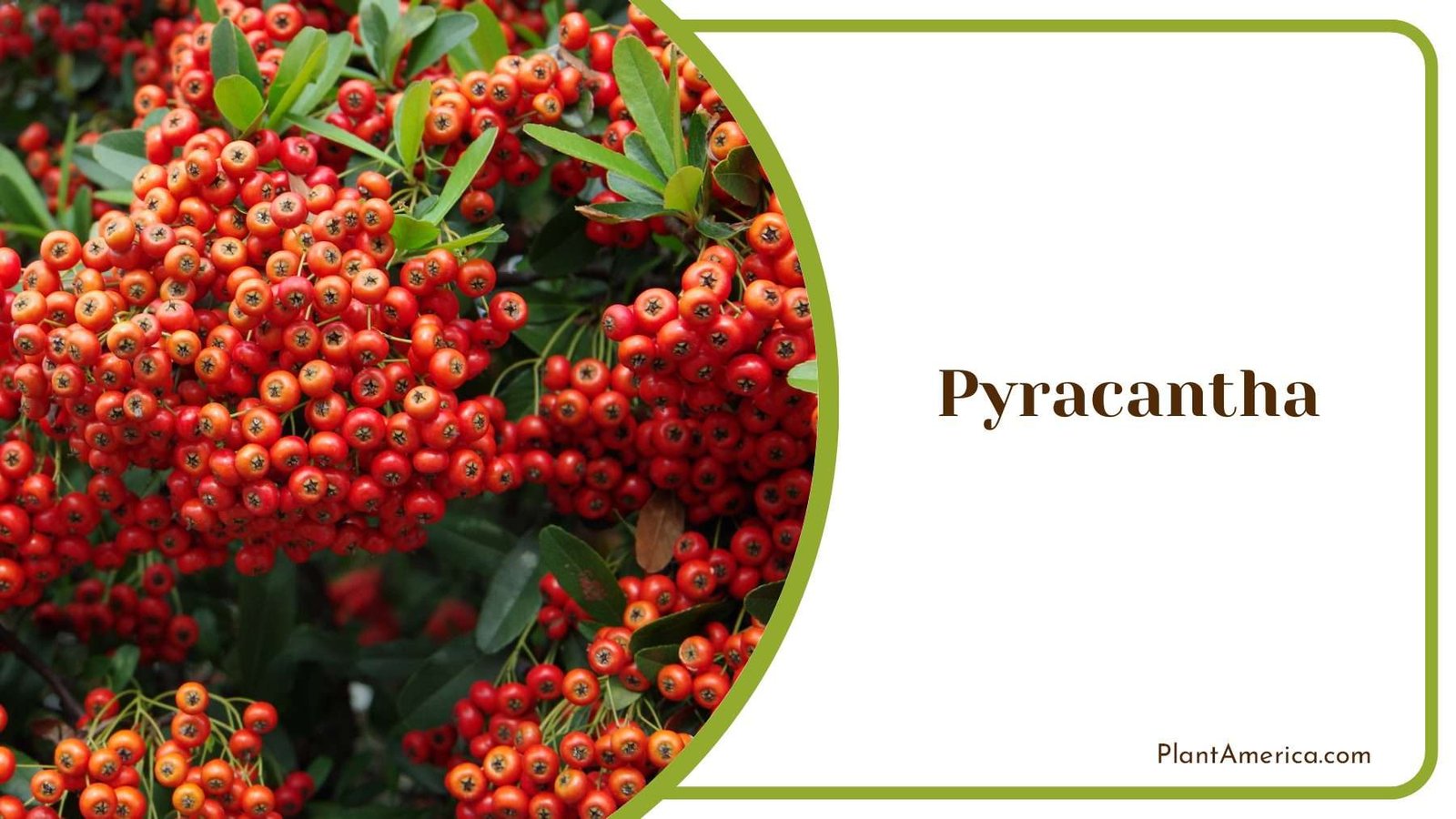 Pyracantha Red Berries Plant America Pyracantha Red Berries Plant America