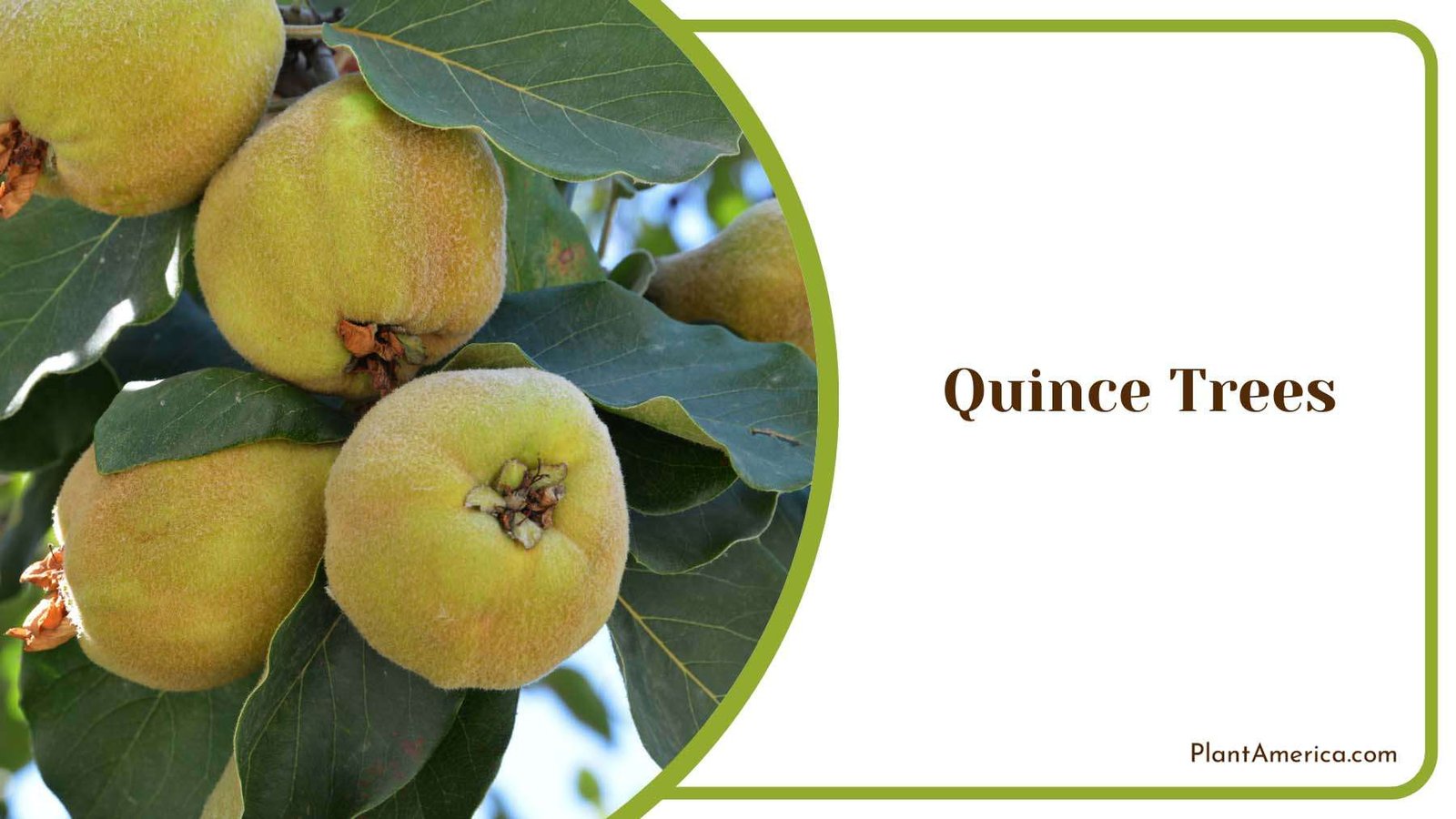 Quince Trees Fragrant Pear Plant America Quince Trees Fragrant Pear Plant America