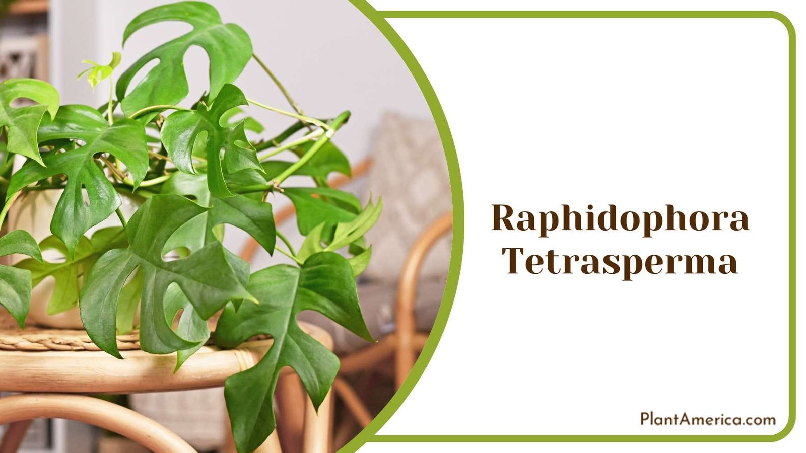 Raphidophora Tetrasperma Plant America