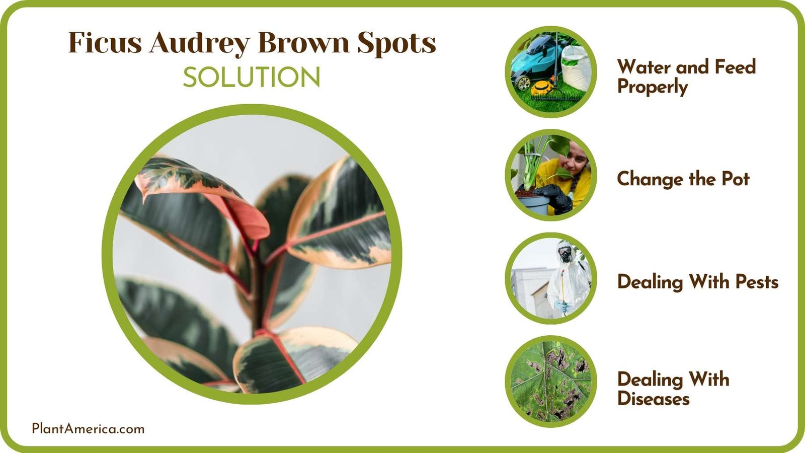 Recover Ficus Audrey Brown Spots Plant America Recover Ficus Audrey Brown Spots Plant America