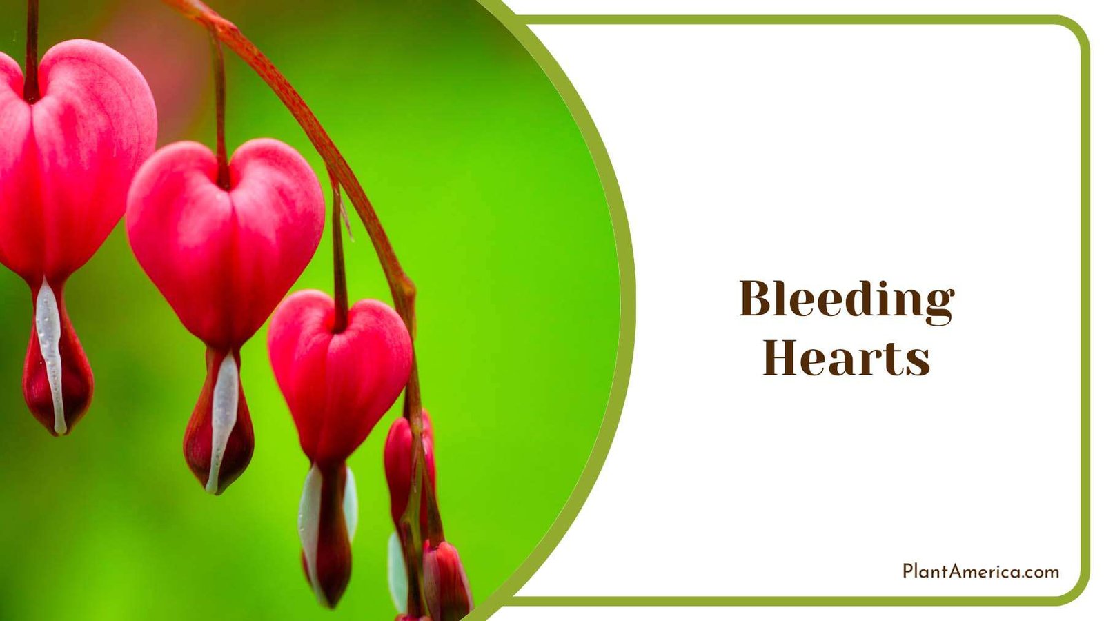 Red Bleeding Hearts Plant America