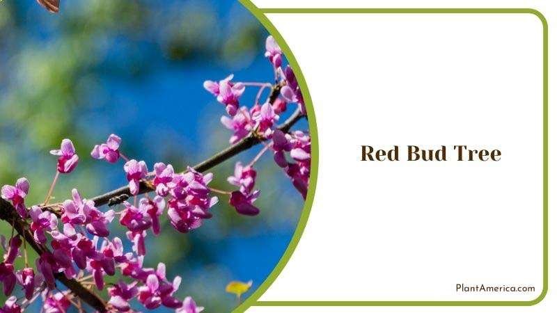 Red Bud Tree or Cercis Canadensis Plant America