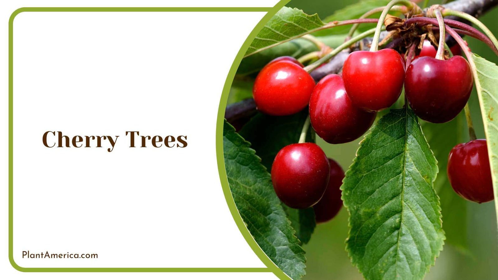 Red Cherry Trees Plant America Red Cherry Trees Plant America