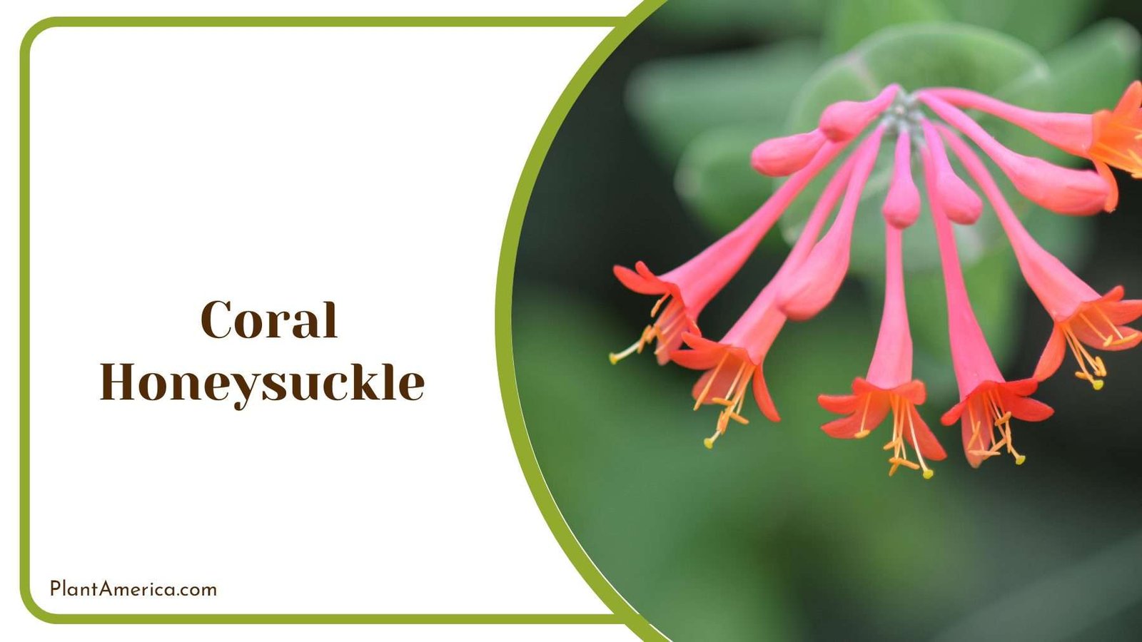 Red Coral Honeysuckle PlantAmerica