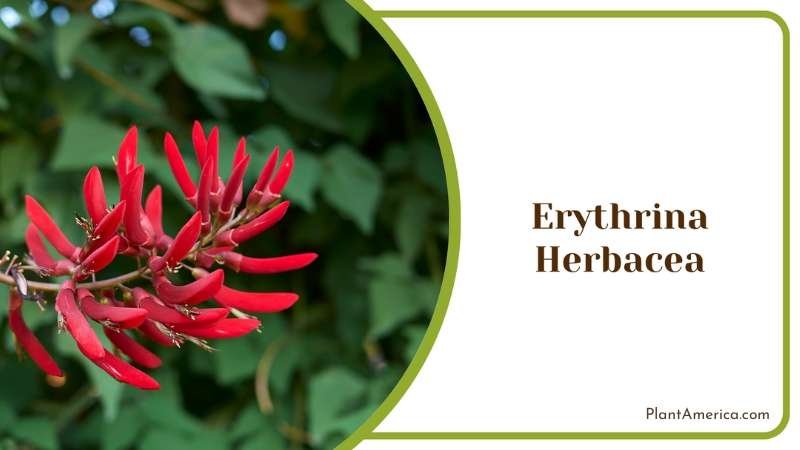 Red Erythrina Herbacea Plant America