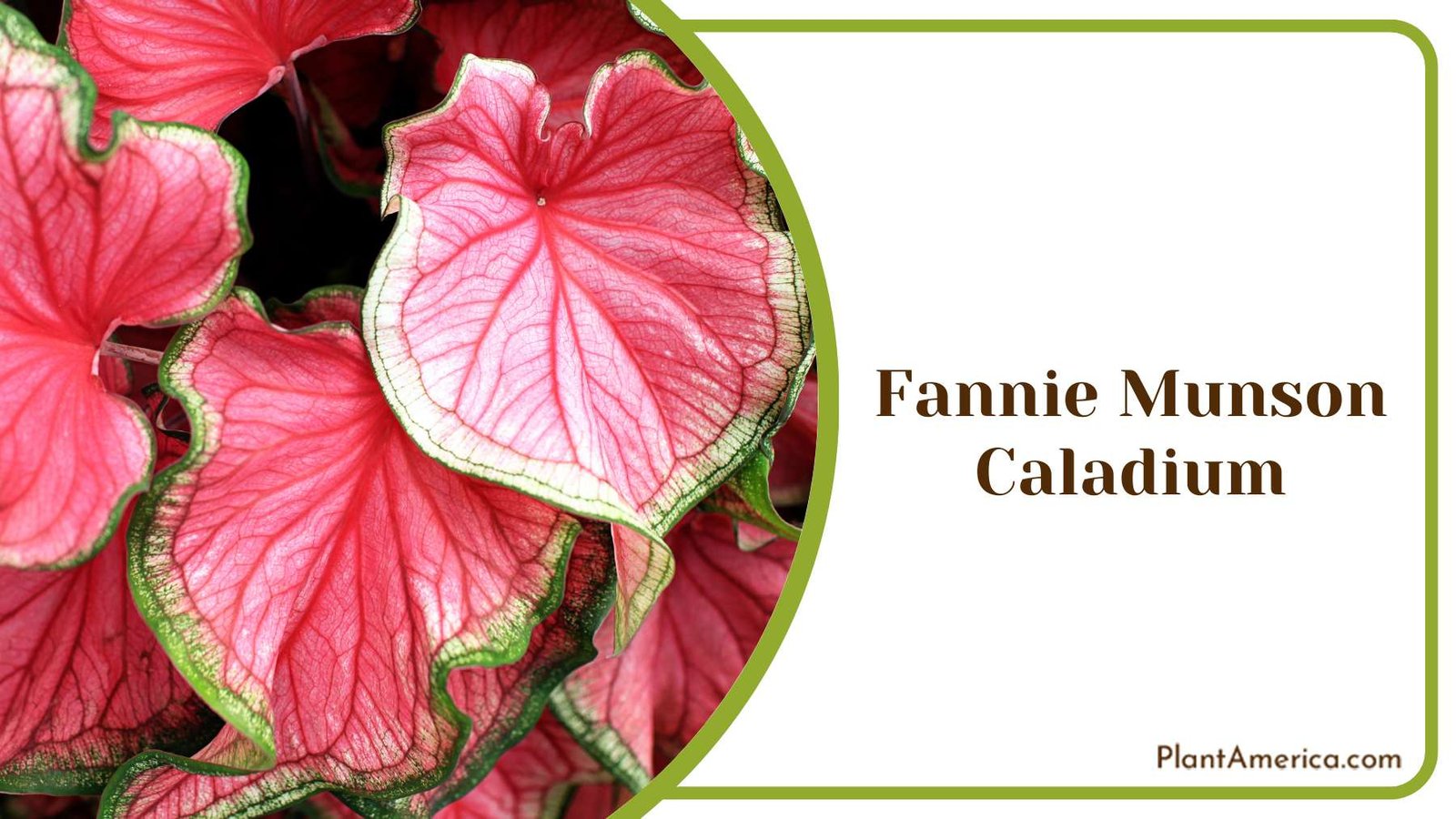 Red Fannie Munson Caladium Plant America