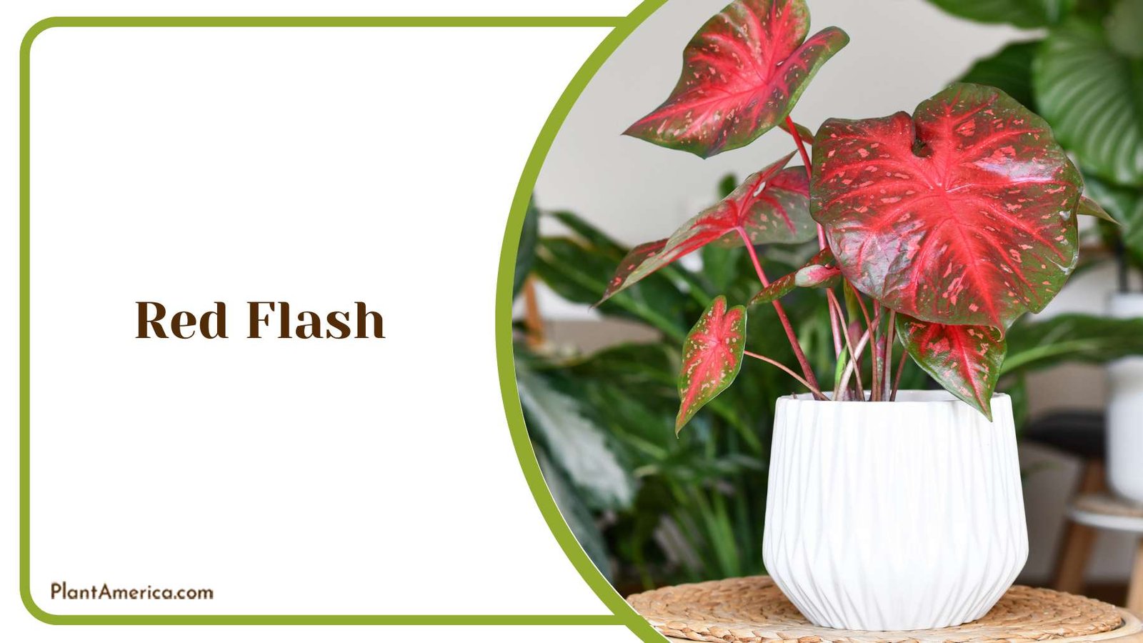 Red Flash Glossy Leaves Plant America
