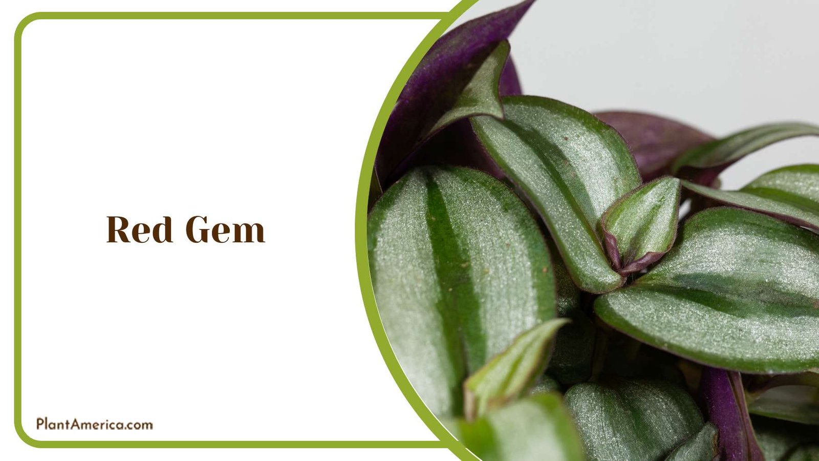Red Gem Indoor Plant Plant America
