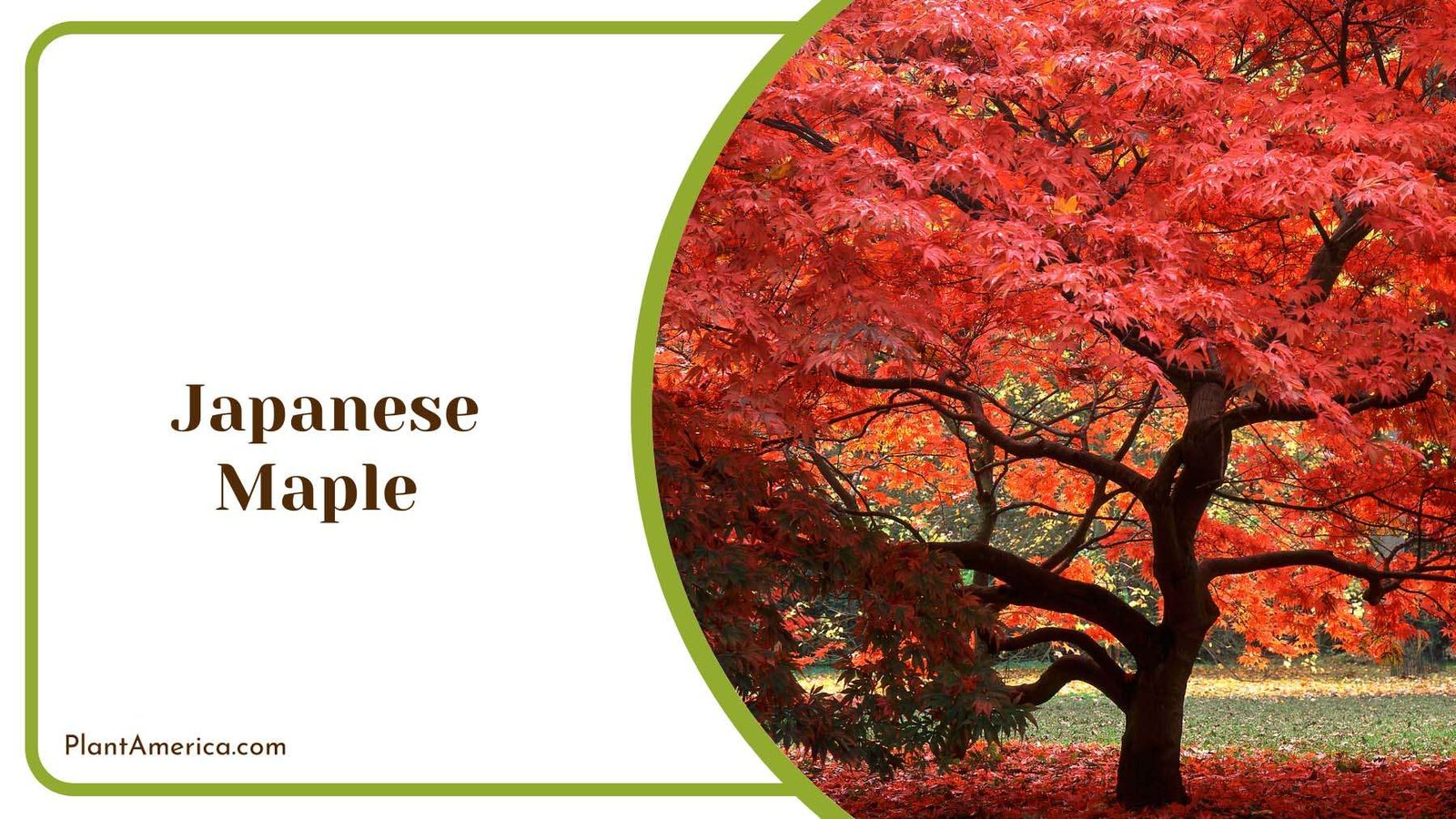 Red Japanese Maple Plant America
