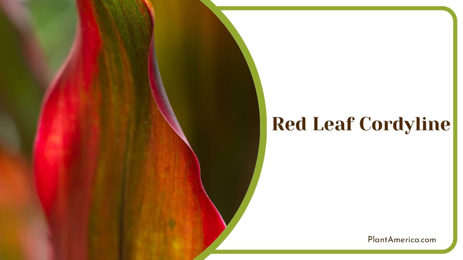 Red Leaf Cordyline Plant America