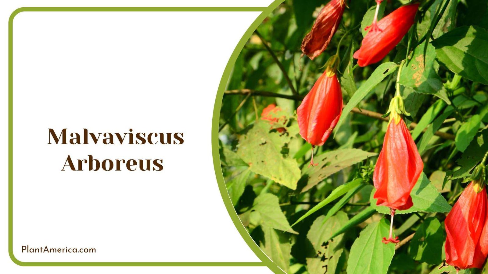 Red Malvaviscus Arboreus Plant America