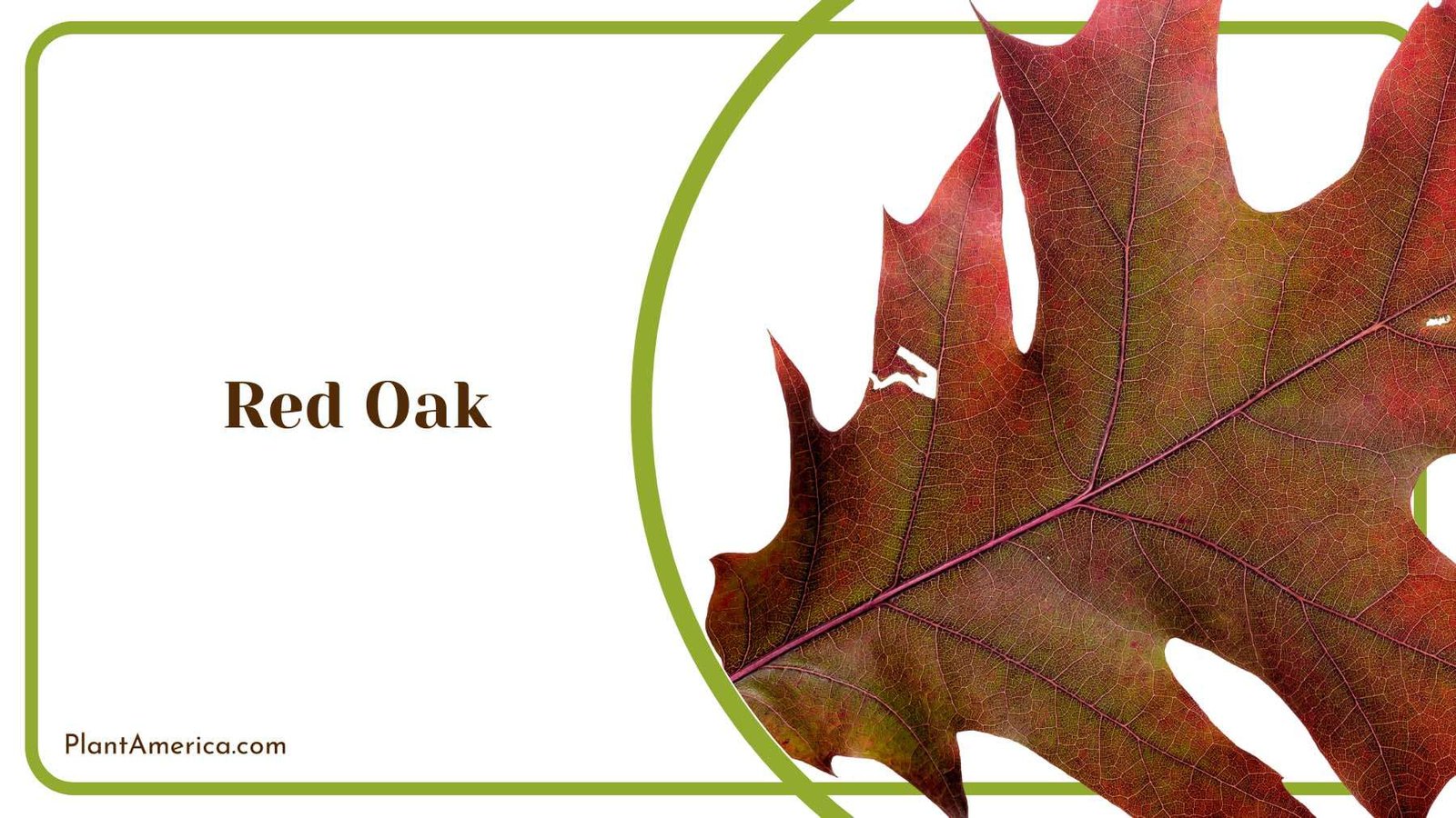 Red Oak Leaves Plant America