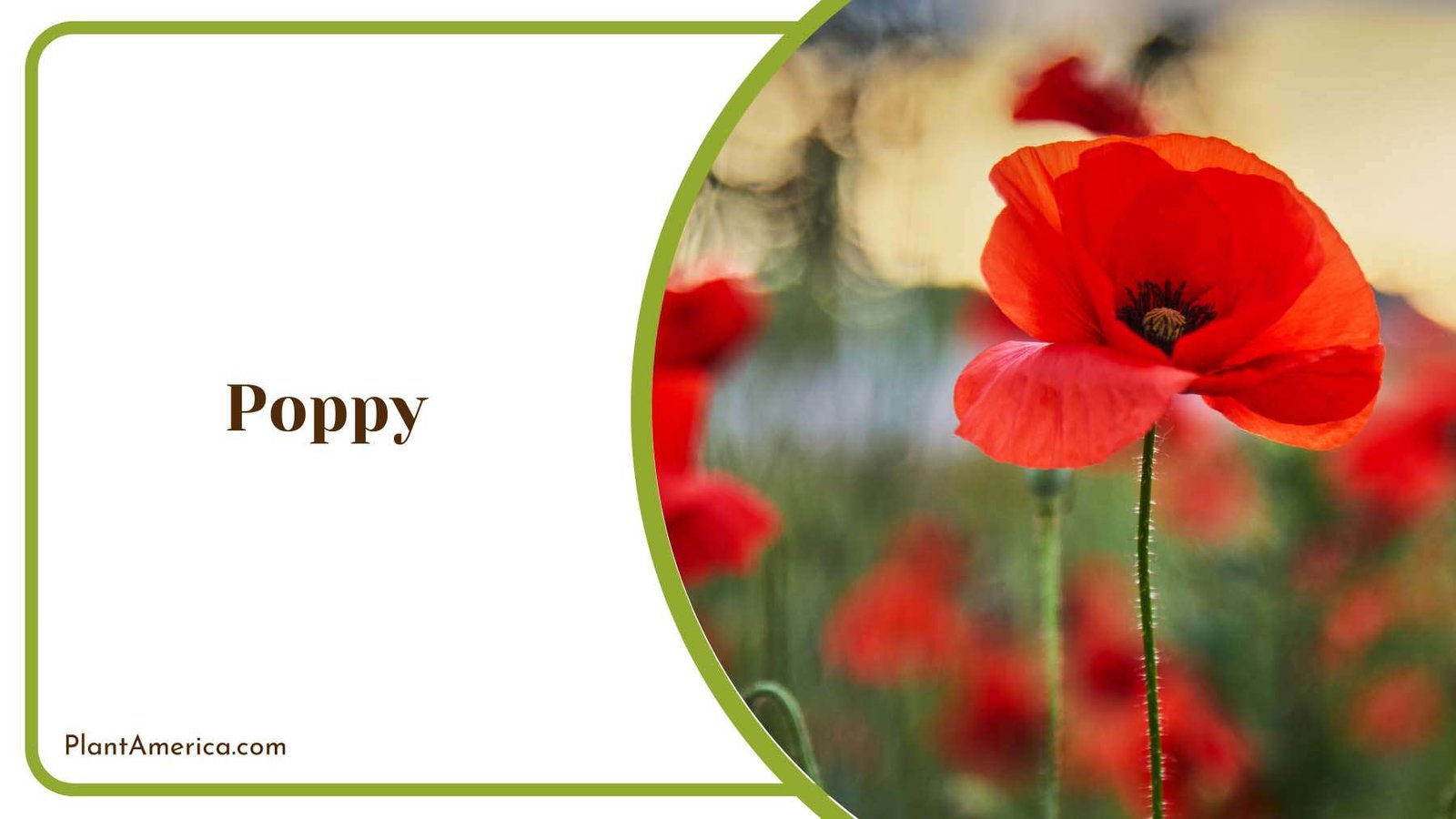 Red Poppy Flower Plant America Red Poppy Flower Plant America