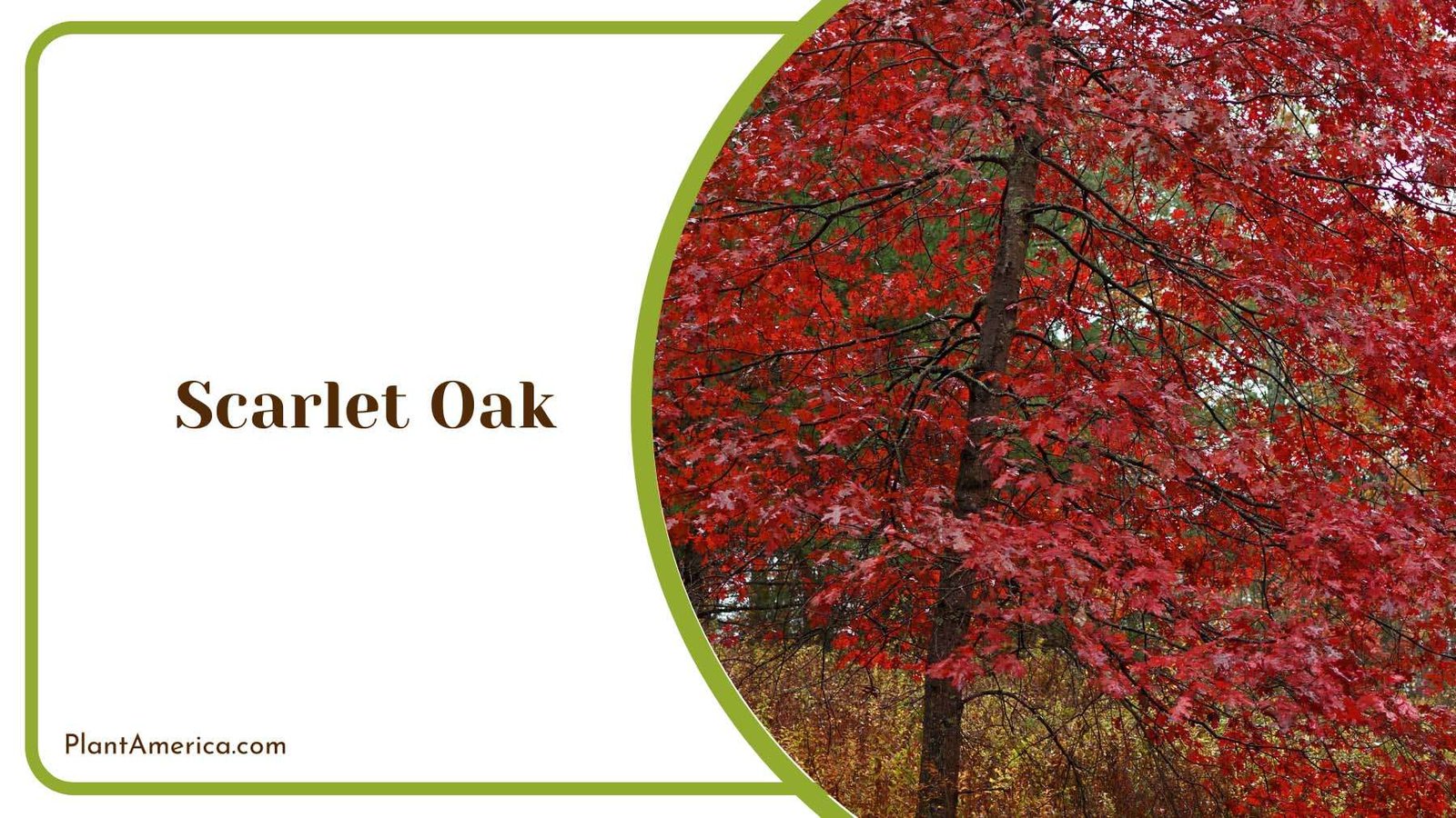Red Scarlet Oak Plant America