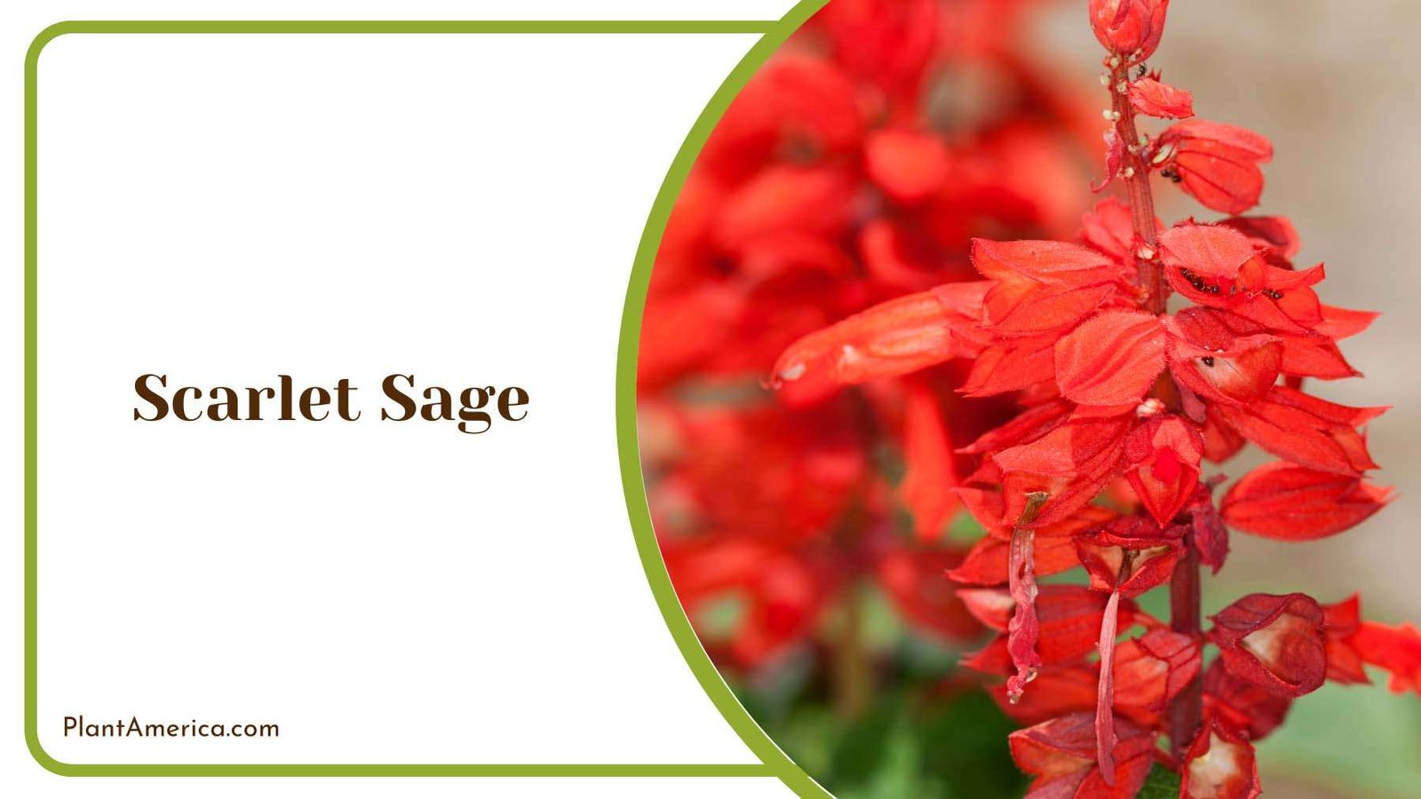 Red Scarlet Sage Dazzling Spikes Plant America