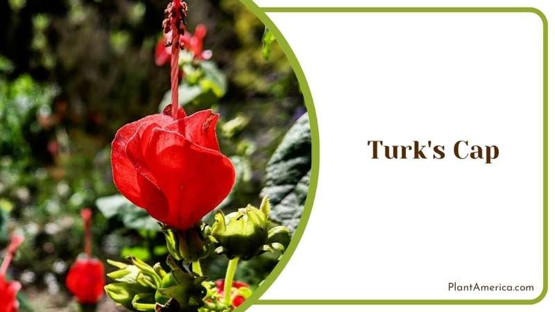 Red Turk s Cap Plant America