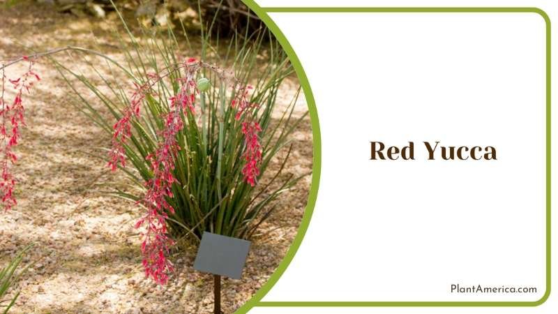 Red Yucca Spear Like Foliage Plant America