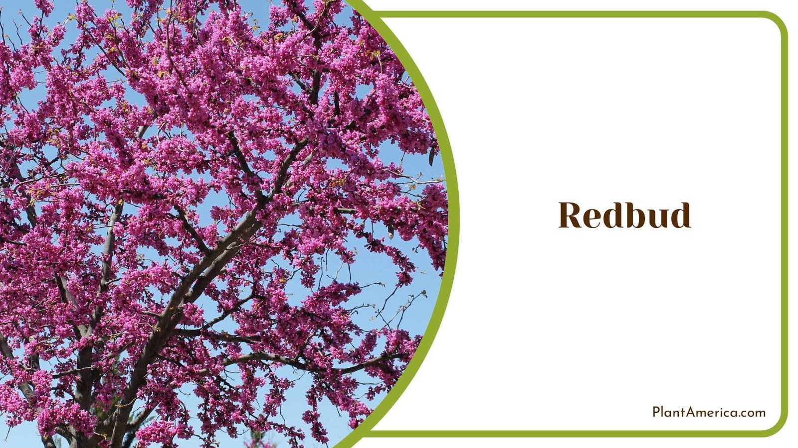 Redbud Pink Flowers In Bloom Plant America Redbud Pink Flowers In Bloom Plant America