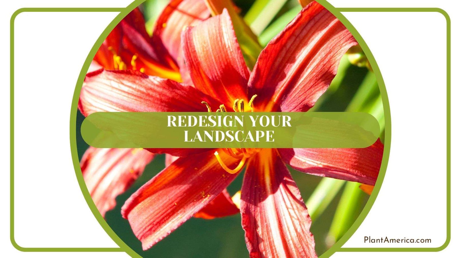 Redesign Daylily Landscape Plant America