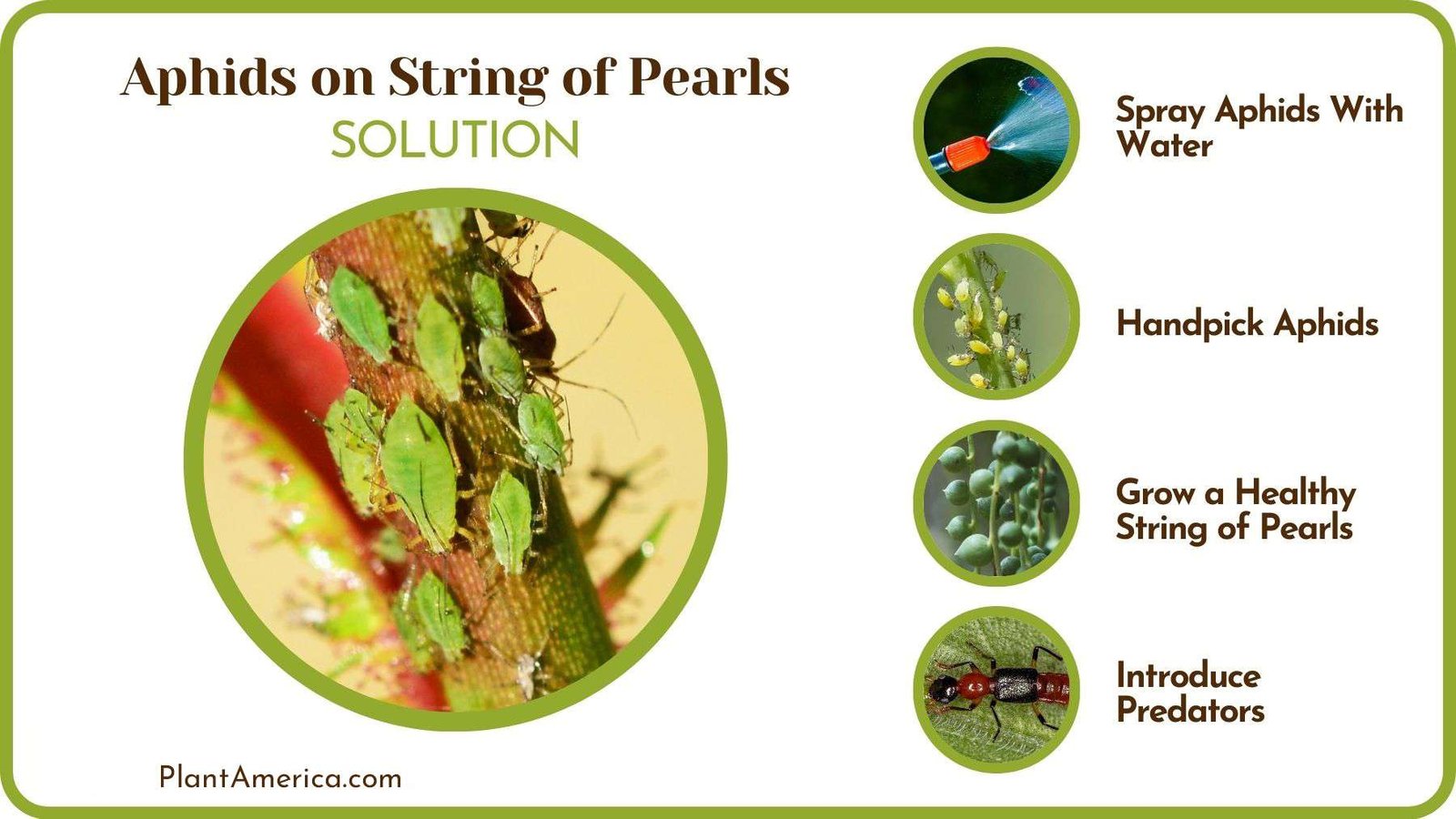 Removing Aphids on String of Pearls Plant Plant America