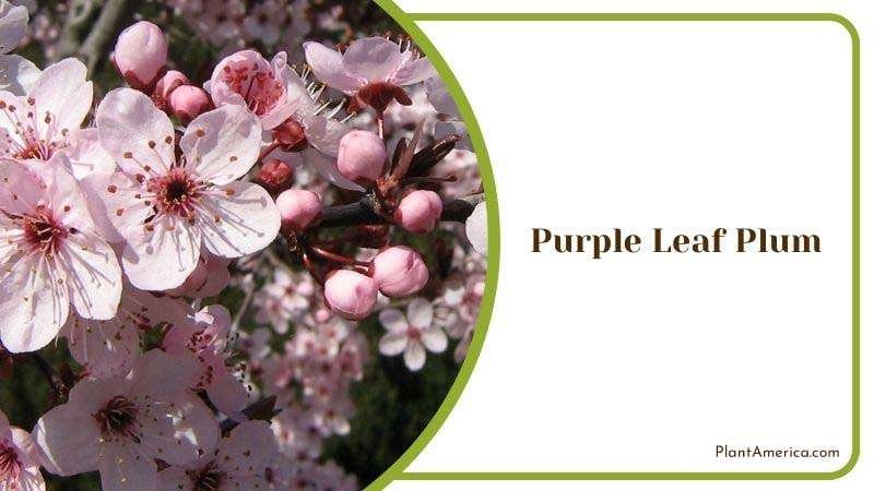 Requirements for Purple Leaf Plum Plant America