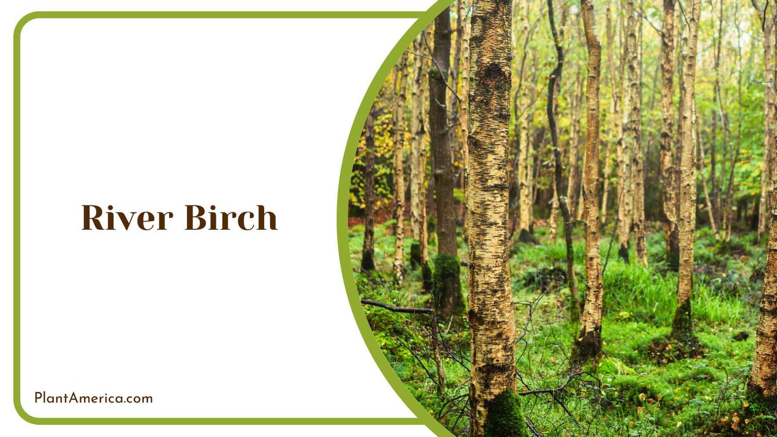 River Birch Forest Plant America