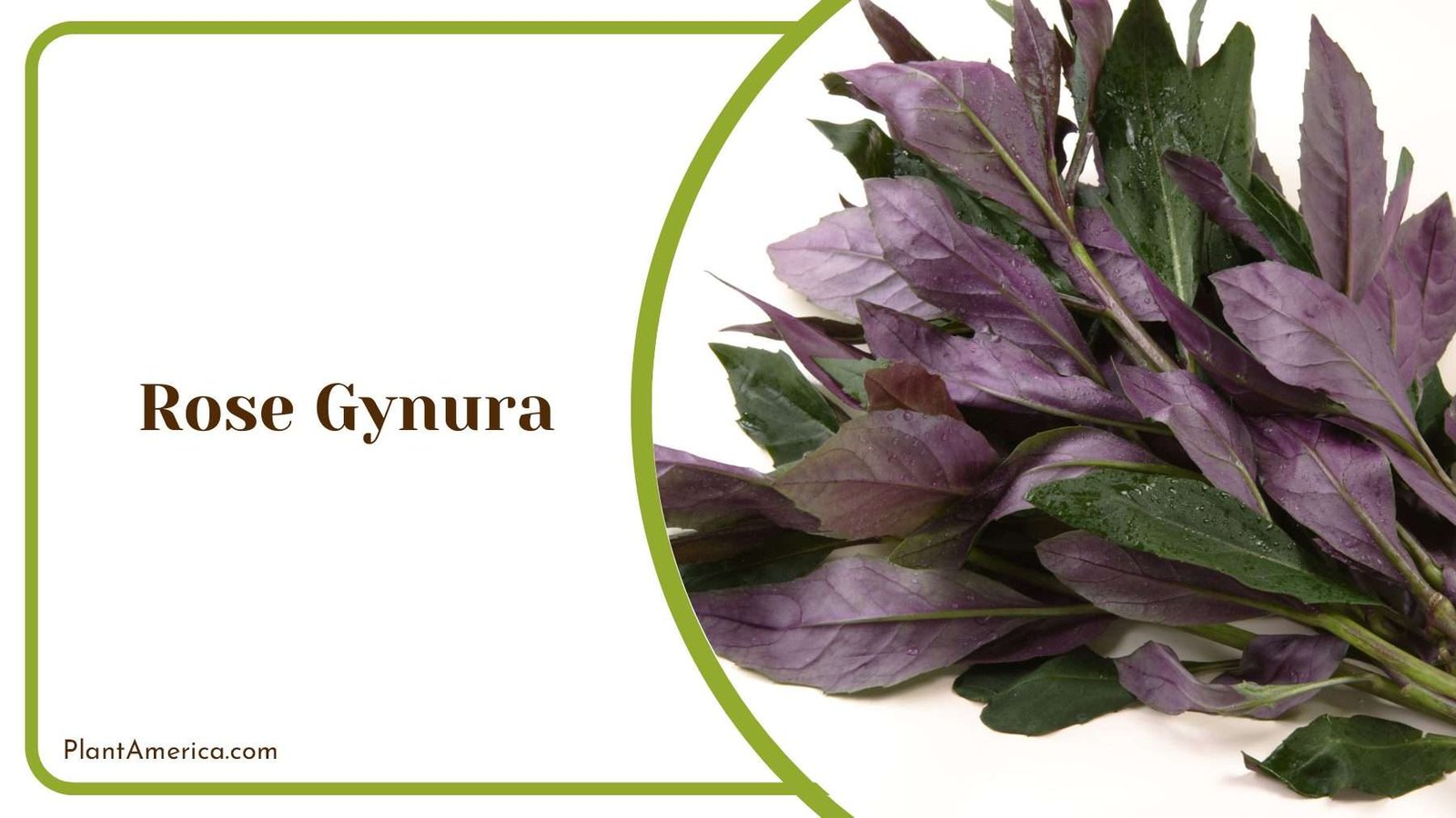 Rose Gynura Leaves Plant America