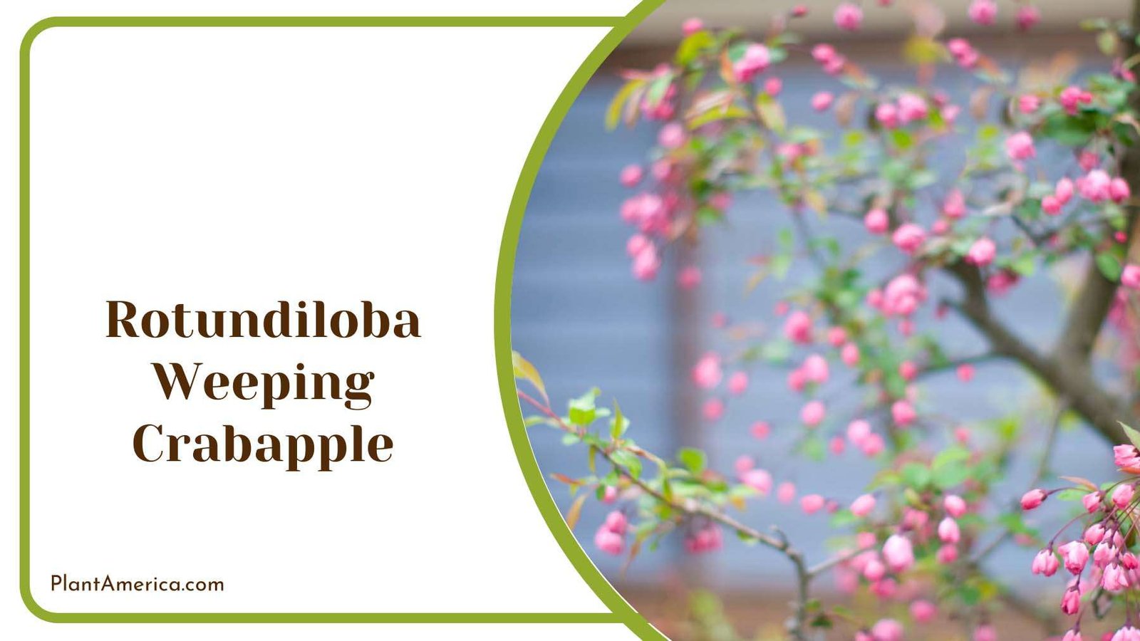 Rotundiloba Weeping Crabapple Plant America