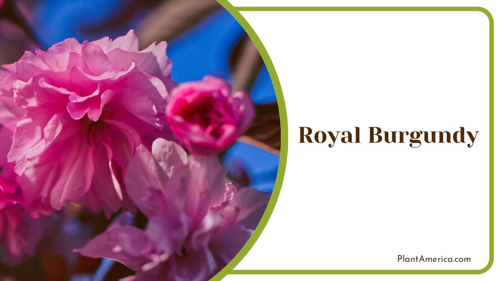 Royal Burgundy Cherry Blossom PlantAmerica