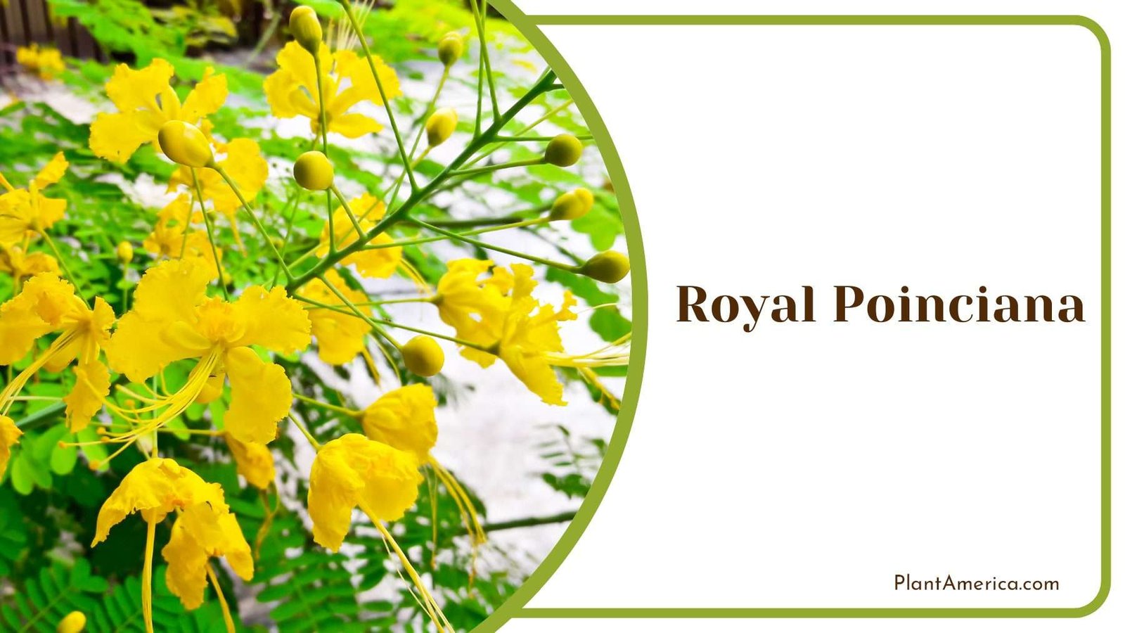 Royal Yellow Poinciana PlantAmerica