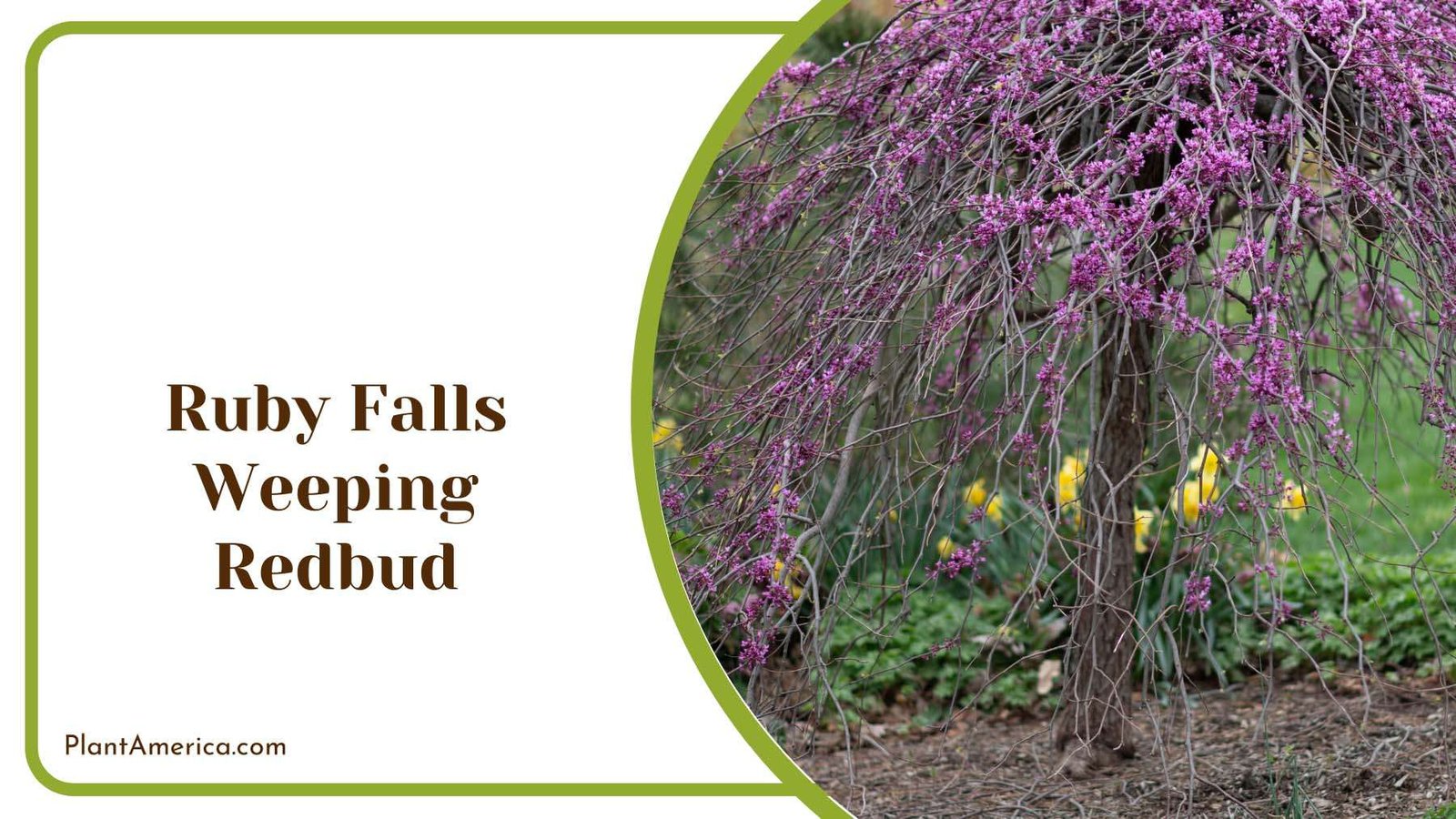 Ruby Falls Weeping Redbud Plant America