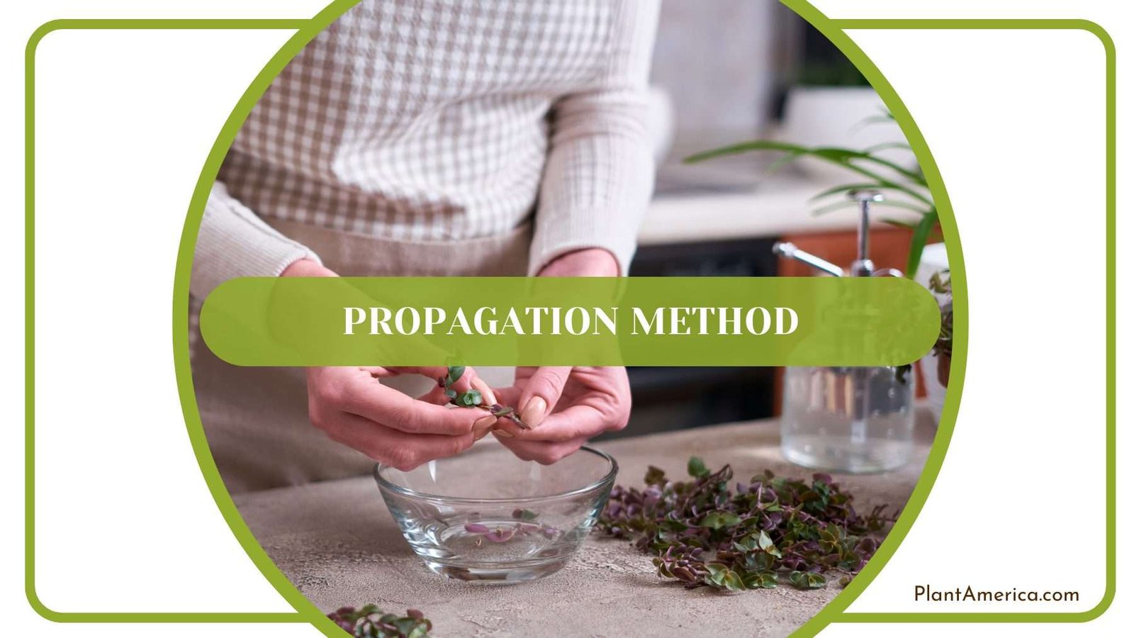 Rugulosum Propagation Method Plant America