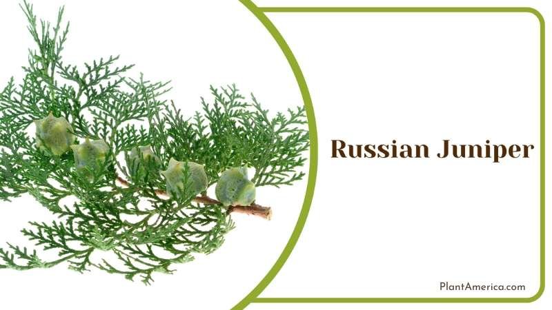 Russian Juniper Branch Plant America