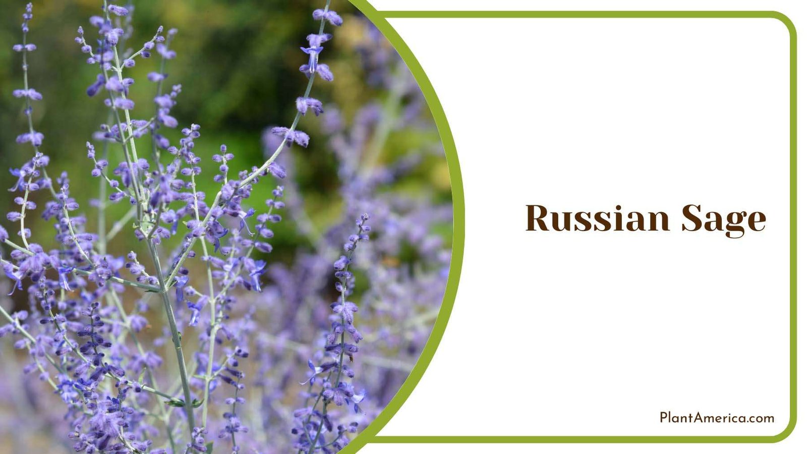 Russian Sage In Nature Plant America Russian Sage In Nature Plant America